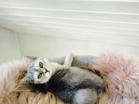 Zwei liebe Kater suchen ein neues Zuhause