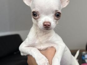 Bezaubernder Chihuahua-Rüde (geb. 20.05.2026) sucht liebevolles Zuhause auf Lebenszeit 🐾