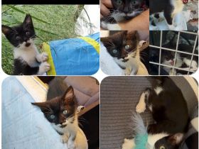 Tzizi ist ein sehr aufgeschlossenes, verschmustes und gesprächiges Kitten