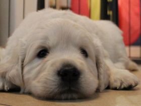 Wir haben wunderschöne Golden Retriever Welpen!