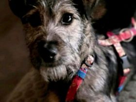 ❤️ AMI – SUCHT IHRE FAMILIE! ❤️