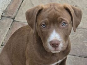 Liebevolle Pit Bull Carne Corso Hütehund Mischlinge