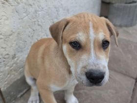 Liebevolle Pit Bull Carne Corso Hütehund Mischlinge