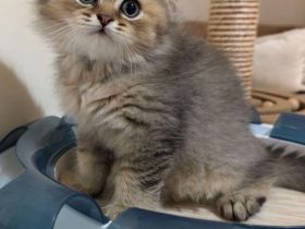 Kitten