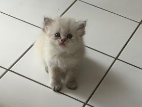 Kitten