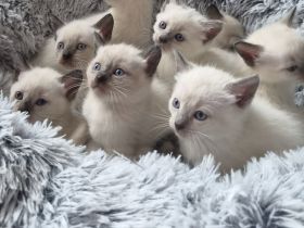 1 Siam-Kitten sucht ab Oktober ein liebevolles Zuhause