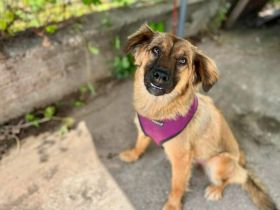 Zuhause gesucht für Milla