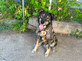 Charly sucht seine Herzensmenschen