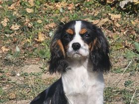 weiblicher Cavalier King Charles Spaniel