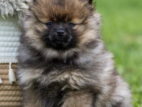 Kleinspitz-Hündin Dori – Orange Sable – VDH/FCI-Zucht