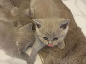 🐾 Reinrassiges BKH-Katzenbaby – Silver Tabby mit traumhaft blauen Augen 🐾