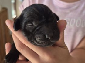 Labrador Welpen