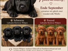Labrador Welpen