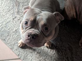 Balou & Bob suchen gemeinsam ihr neues Für-immer-Zuhause