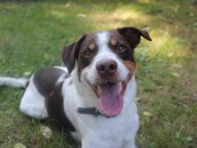 Bueno, Kleiner Münsterländer-Aussie-Mix, geb. 2024, su. sportl. aktive Menschen, die ihn auslasten k