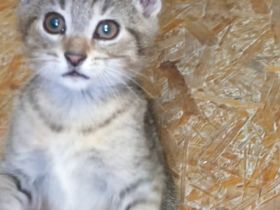 Süsses Kätzchen (Kater) sucht wieder ein neues Zuhause