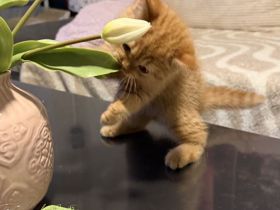 Exzellente BKH-Kitten (11 Wochen)