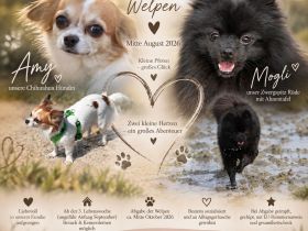 Unsere Pomchi Welpen sind da!