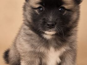 Niedliche Mini-Husky (Pomsky) Mädchen