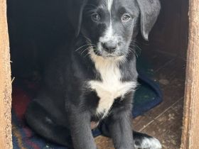 Labrador-Bernersennen Welpen