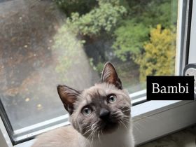 4 bezaubernde Katzen suchen ein liebevolles Zuhause – Puma, Diva, Bambi & Husky