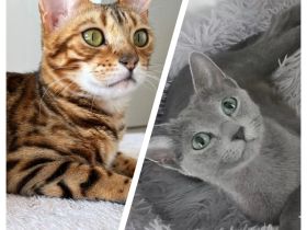 Springel Bengal/Russisch Blau