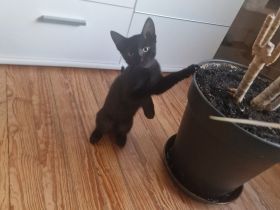 Kitten