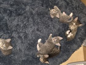 Kitten