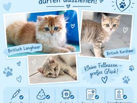BKH und BLH Kitten dürfen ausziehen