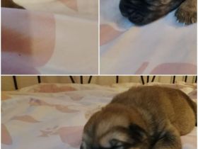 Hasky Schäfer Corso Welpen