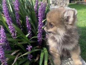 Pomerian/Zwergspitz Welpen