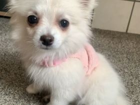 Pomchi Welpe
