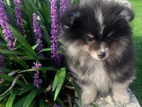 Pomerian/Zwergspitz Welpen