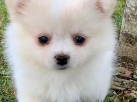 Pomerian/Zwergspitz Welpen