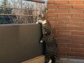 Kater Charly anzugeben