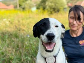 Sportliche und liebenswerte Merope sucht Familienanschluss