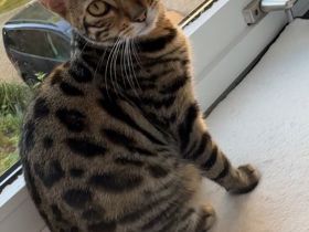 Kira- wunderschöne Bengalin sucht ein Für-Immer-Zuhause