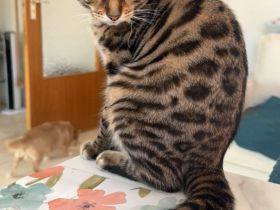 Bengal-Mix Mädchen sucht ein Zuhause