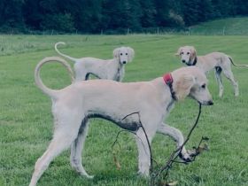 Zwei wunderschöne Saluki Welpen