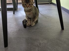 Bkh kitten weiblich