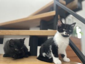 Kleine Hauskatzen suchen liebevolles Zuhause
