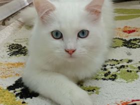 Zuckersüßes Perser-Ragdoll-Mix-Mädchen sucht ein liebevolles Zuhause!