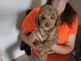 1 Maltipoo Hündin abgabebereit