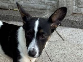 Tilly, kleines Hundemädchen sucht liebevolles Zuhause, 5M, 31cm