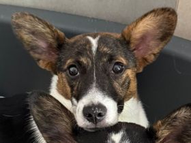 Tiara, kleines Welpenmädchen sucht liebevolles Zuhause, 4M, 31cm