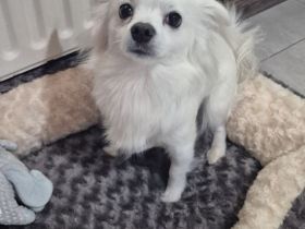 Spitz Chihuahua Mix Super lieb