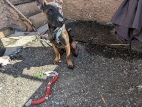 Belgischer Schäferhund Malinois – 4 Monate alter Rüde