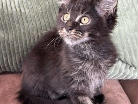 Forest Ghost Maine Coon Bub