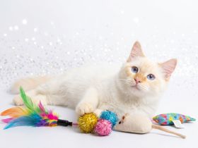 Heilige Birma Kater abgabebereit Creme tabby Point 20 Wochen