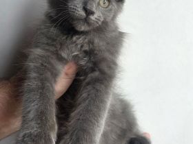 Sibirische Katze Neva Masquarade +Maine Coon Kitten